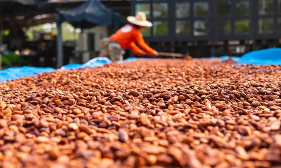 Cacao abre oportunidades económicas a zonas rurales